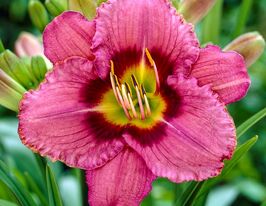 Лілейник Олвіз Афтенун (Always Afternoon)купити