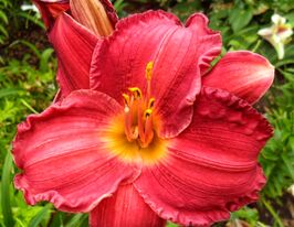 Лілейник Веллі Ненс (Wally Nance)купити