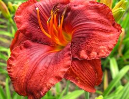 Лілейник Літл Ред Вобле (Little Red Warbler)купити