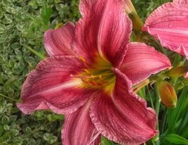 Лілейник Тутсі Роуз (Tootsie Rose)купити