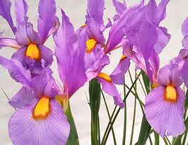 Ірис голландський Пінк Пантер (Pink Panther)купити