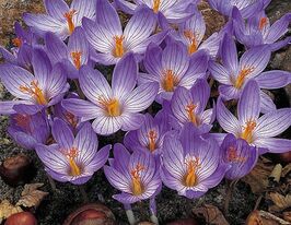 Крокус осеннецветущий Специозус (Speciosus) купить