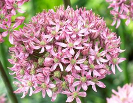 Цибуля декоративна Пінк Джевел (Pink Jewel)купити