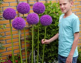 Цибуля декоративна Гігантеум (Giganteum)купити