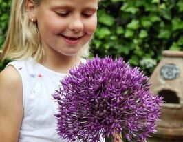 Цибуля декоративна Джекпот (Jackpot)купити