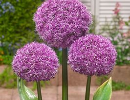 Цибуля декоративна Паті Баллонс (Party Balloons)купити