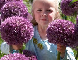Цибуля декоративна Пінбол Візард (Pinball Wizard)купити