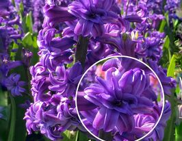 Гиацинт махровый Лили Перпл (Lili Purple) купить