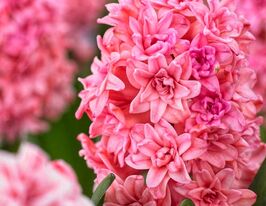 Гиацинт махровый Спринг Бьюти (Spring Beauty) купить