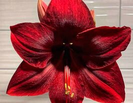 Амариліс Ред Перл (Red Pearl)купити