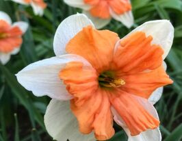 Нарцис великоквітковий Електрус (Electrus)купити