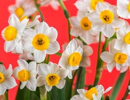 Нарцисс таццета Чайниз Сакред Лили (Chinese Sacred Lily) купить