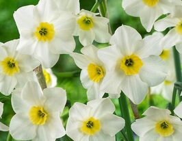 Нарцис простий Ліке (Lieke)купити