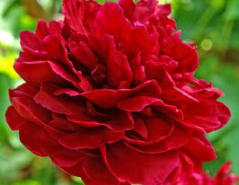 Півонія Ред Сара Бернард (Red Sarah Bernhardt)купити