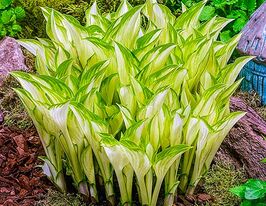 Хоста Ківі Спірмінт (Kiwi Spearmint)купити
