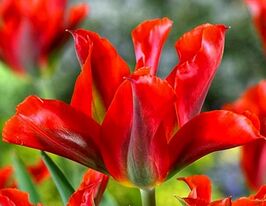 Тюльпан Зеленоцветковый Пимпернел (Pimpernel) купить
