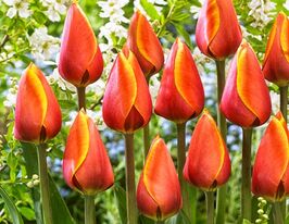 Тюльпан Дарвина Дафенг (Dafeng) купить