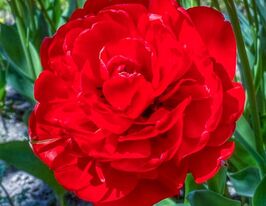 Тюльпан Махровый Бомбастик Ред (Bombastic Red) купить