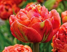 Тюльпан Махровый Коппер Имидж (Copper Image) купить