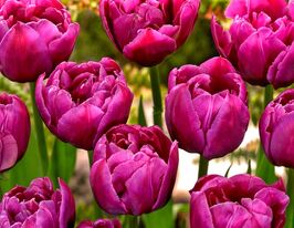 Тюльпан Махровый Перпл Джекет (Purple Jacket)  купить