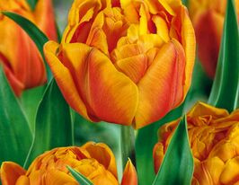 Тюльпан Махровый Фримен (Freeman) купить