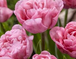 Тюльпан Махровый Мерьяж (Mariage) купить