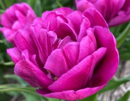 Тюльпан Махровый Бекпекер (Backpacker) купить