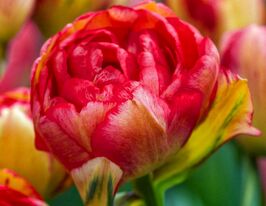 Тюльпан Махровый Сандаунер (Sundowner) купить