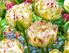 Тюльпан Махровый Дэнс Лайн (Danceline) купить