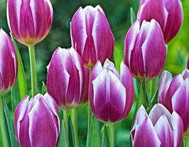 Тюльпан Триумф Синейда Блю (Synaeda Blue) купить