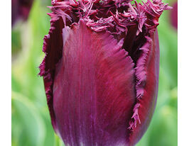 Тюльпан Бахромчатый Пурпл Кристалл (Purple Crystal) купить