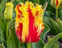 Тюльпан Бахромчатый Фантом (Phantom) купить