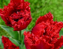 Тюльпан Бахромчатый Мэйвуд (Maywood) купить