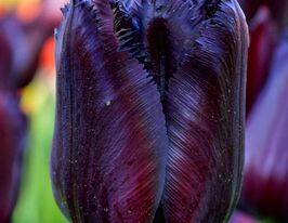 Тюльпан Бахромчатый Винсент ван Гог (Vincent van Gogh) купить