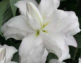 Лілія махрова Лотус Бюті (Lotus Beauty)купити