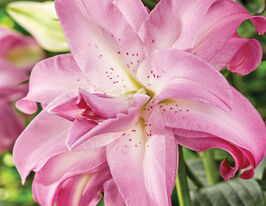 Лілія орієнтальна Лотус Дрім (Lotus Dream)купити