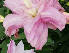 Лілія махрова Лотус Спрінг (Lotus Spring)купити