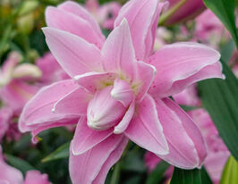 Лілія махрова Лотус Спрінг (Lotus Spring)купити