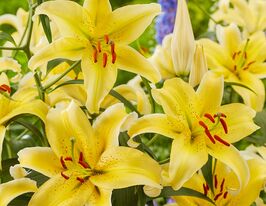 Лілія орієнтальна Голд Февер (Gold Fever)купити