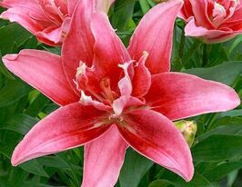 Лілія орієнтальна Дабл Леді (Double Lady)купити