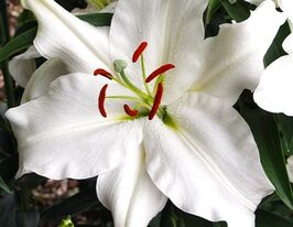 Лілія орієнтальна  Снові Маунтін (Snowy Mountain)купити