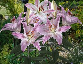 Лілія східна Віртуозо (Virtuoso)купити