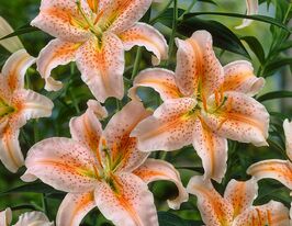 Лілія орієнтальна Салмон Паті (Salmon Party)купити