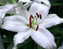 Лилия ориентальная Сиберия (Siberia)   купить