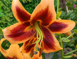 Лілія-гігант трубчаста Ред Монінг (Red Morning) 1 шткупити