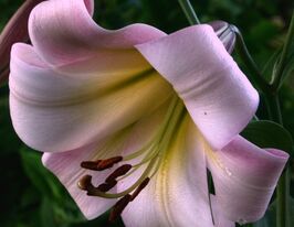 Лілія трубчаста Істерн Мун (Eastern Moon) 1 шткупити