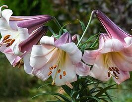 Лилия трубчастая Истерн (Eastern Moon)  купить