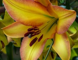 Лілія трубчаста Рисінг Мун (Rising Moon) 1 шткупити