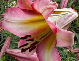 Лілія трубчаста Бейджинг Мун (Beijing Moon) 1 купити