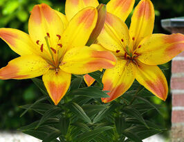 Лілія азіатська Хеппі Меморіз (Happy Memories) 1 шткупити